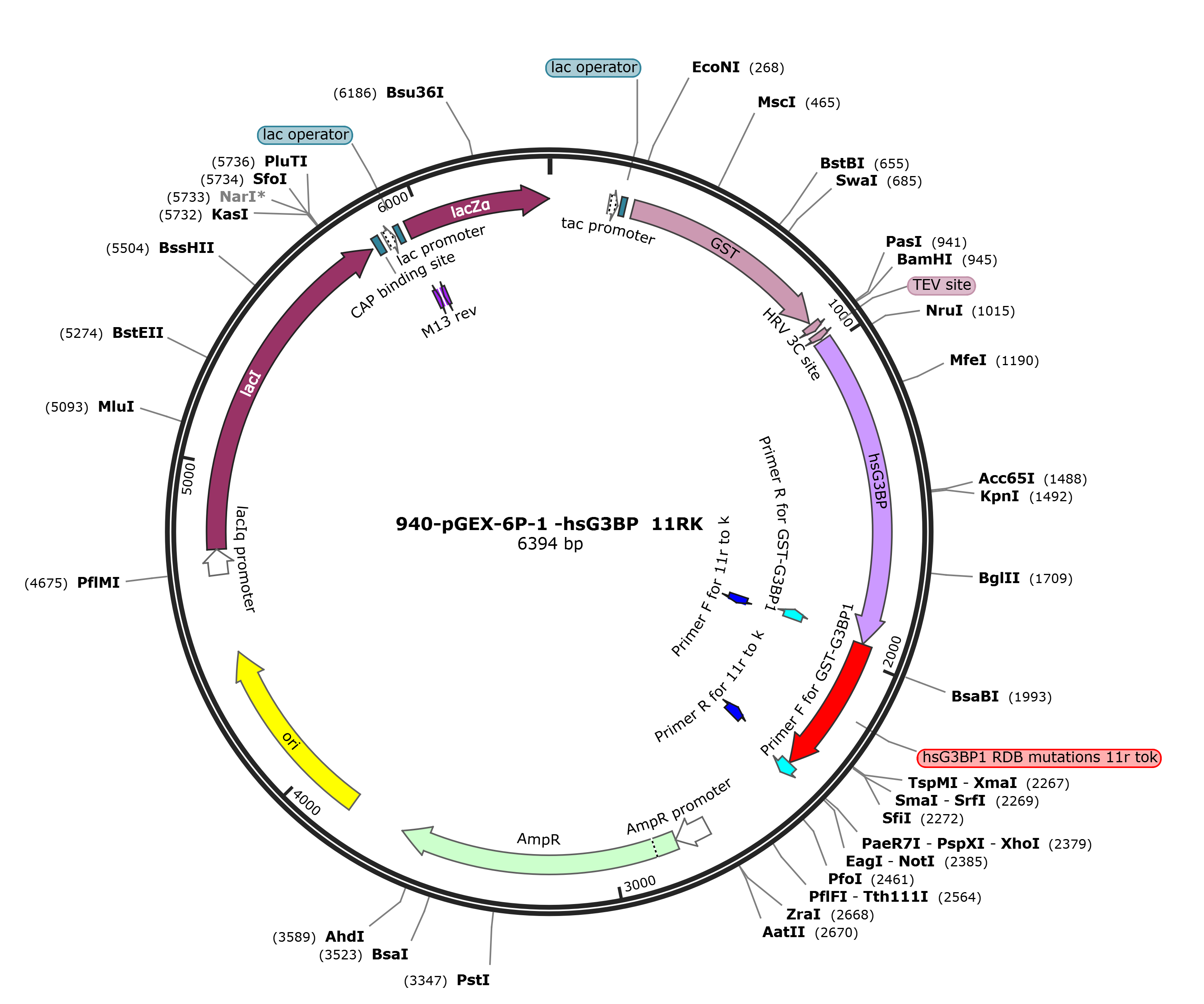 pGEX-6p-1-hsG3BP1 11RK载体图谱.png